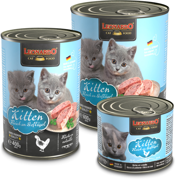 LEONARDO KITTEN RICO EN AVE