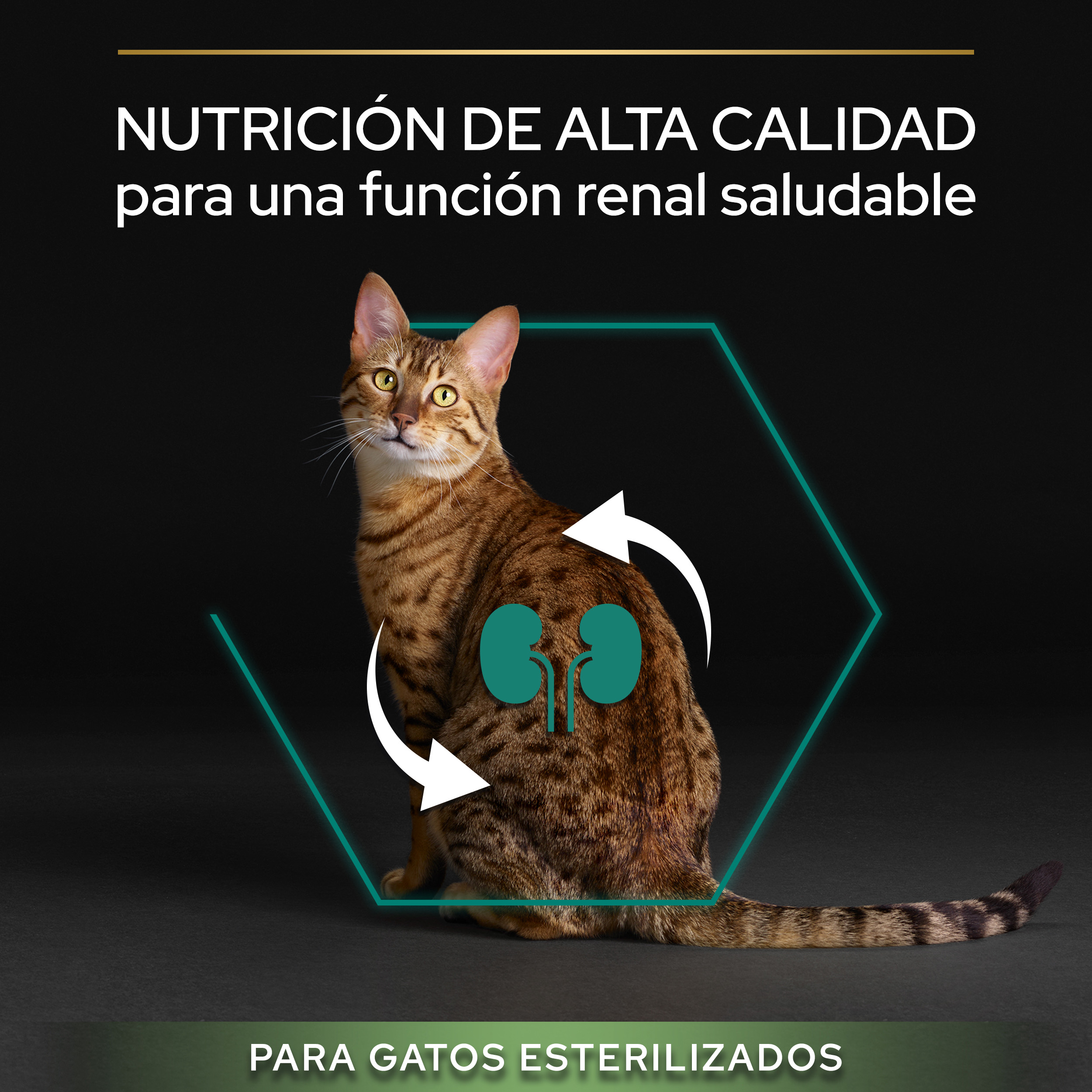 PURINA® PRO PLAN® Gato STERILISED Adult 1+ RENAL PLUS Pavo - Imagen 4