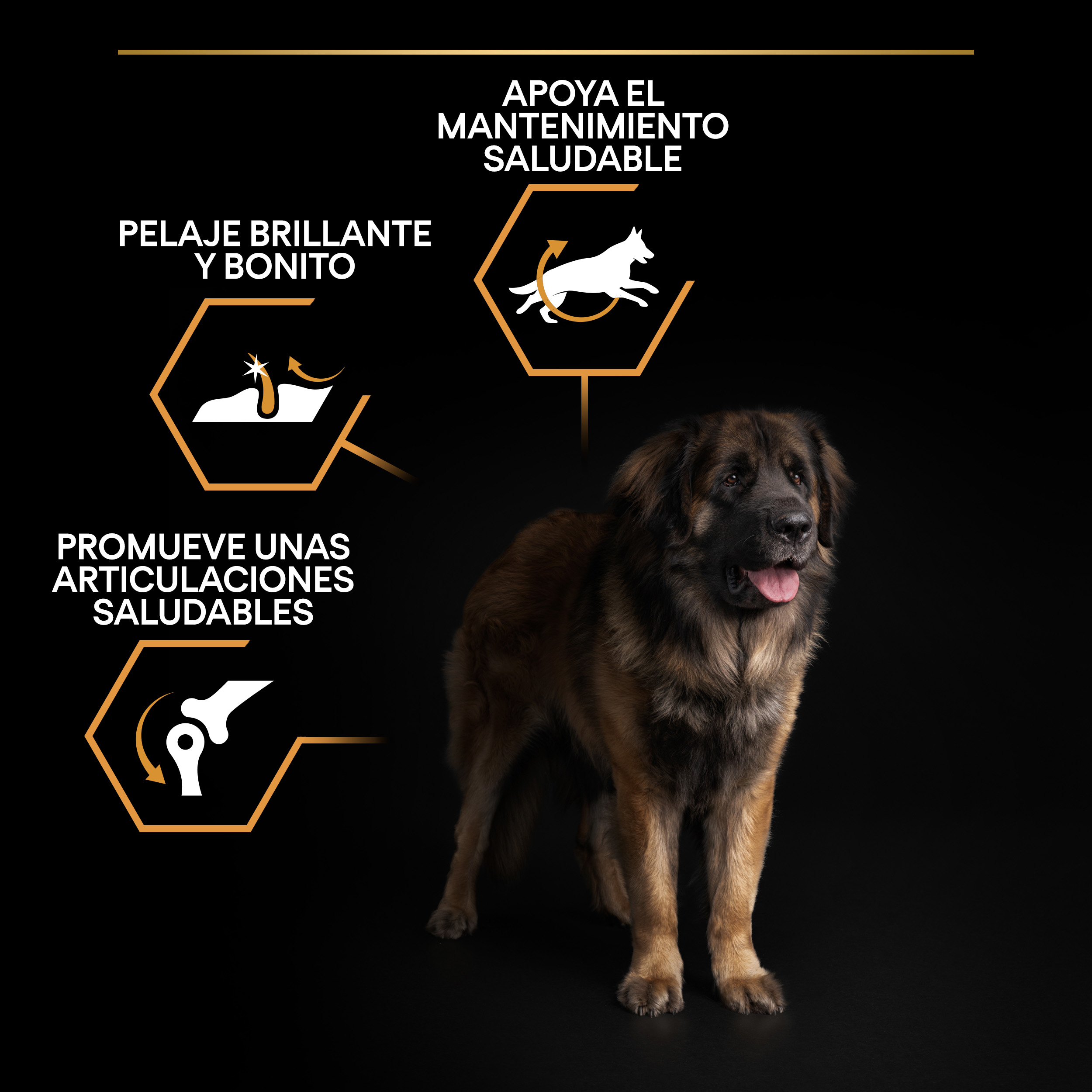 PURINA® PRO PLAN® Large Robust EVERYDAY NUTRITION Adult Pollo - Imagen 9