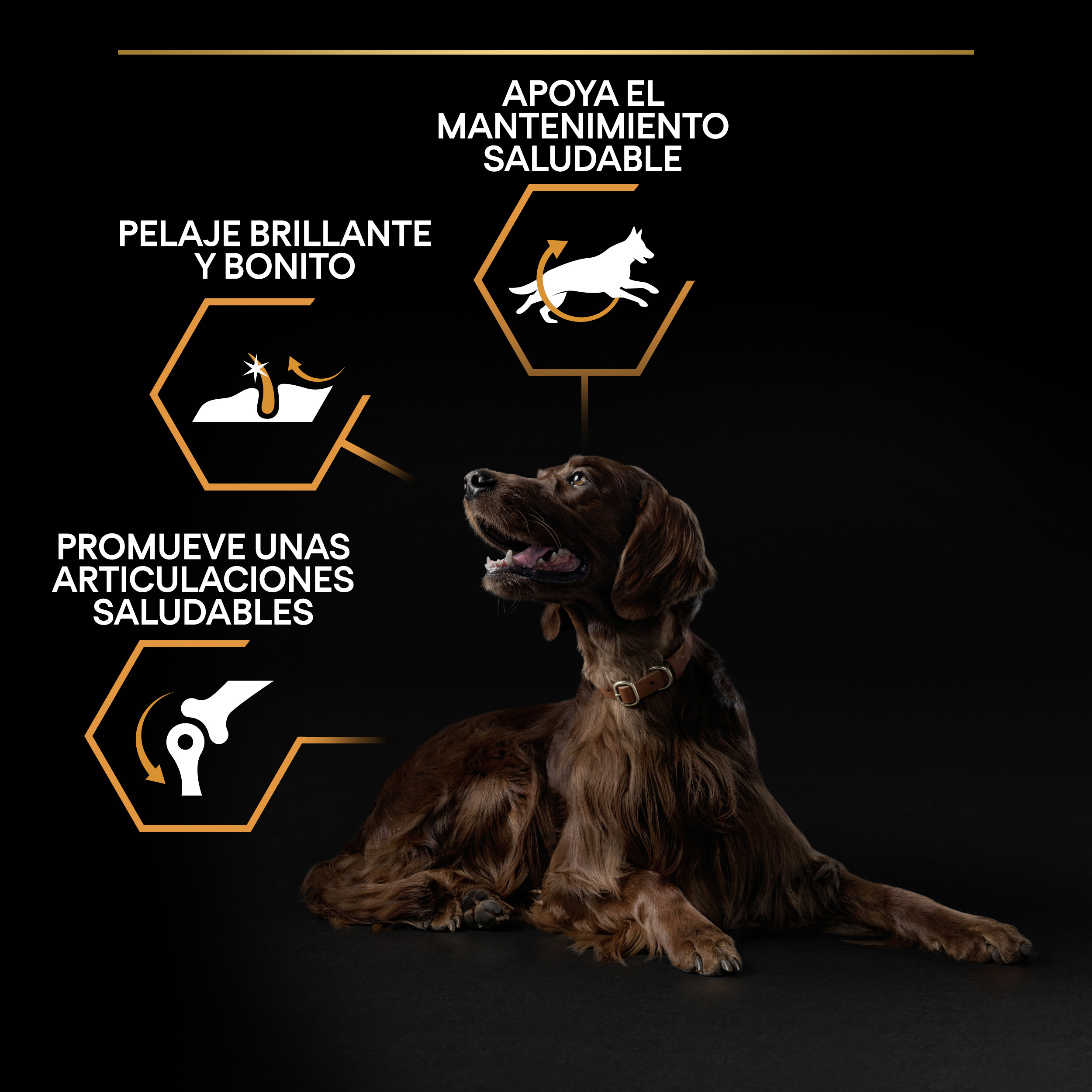 PURINA® PRO PLAN® Large Athletic EVERYDAY NUTRITION Adult Pollo - Imagen 9