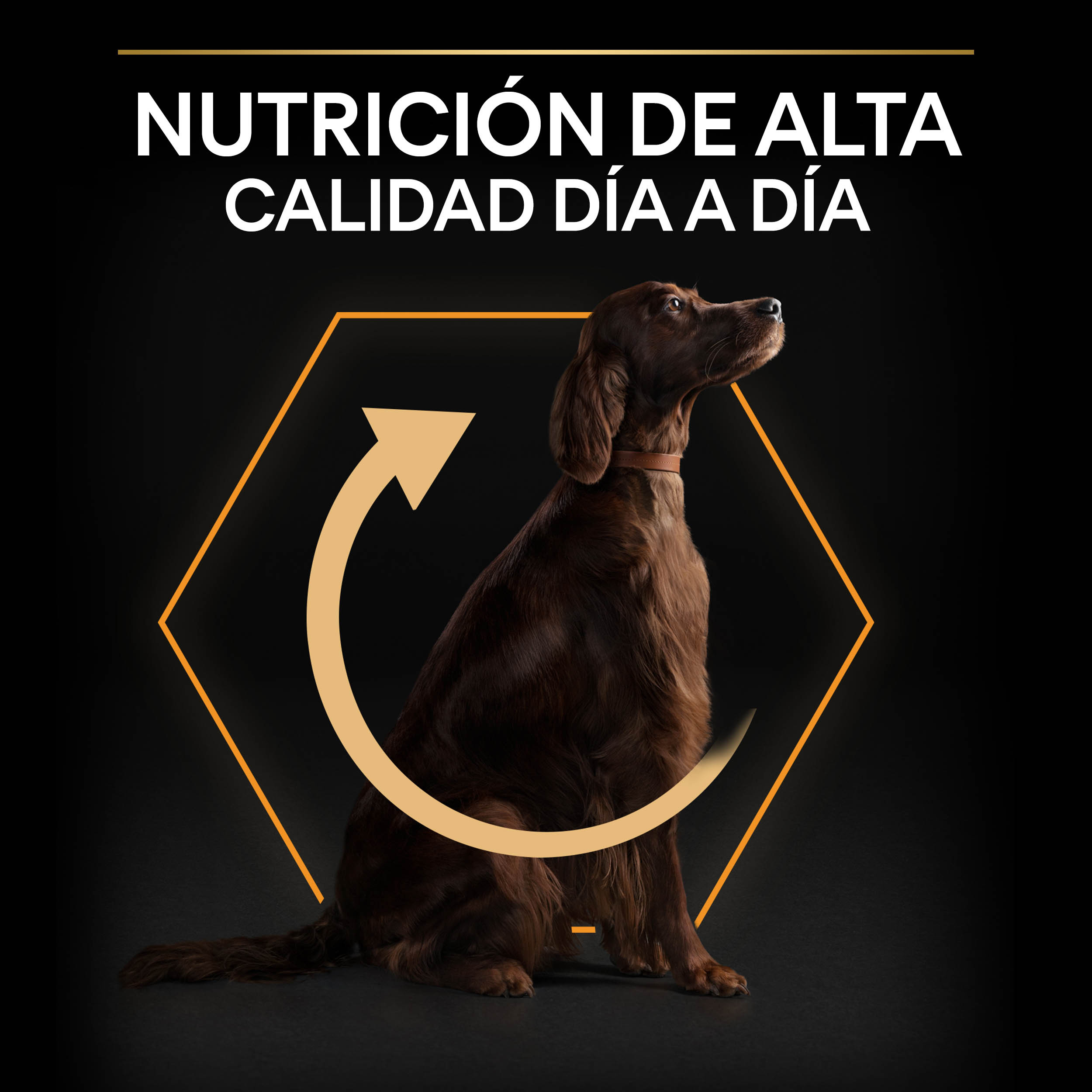 PURINA® PRO PLAN® Large Athletic EVERYDAY NUTRITION Adult Pollo - Imagen 4
