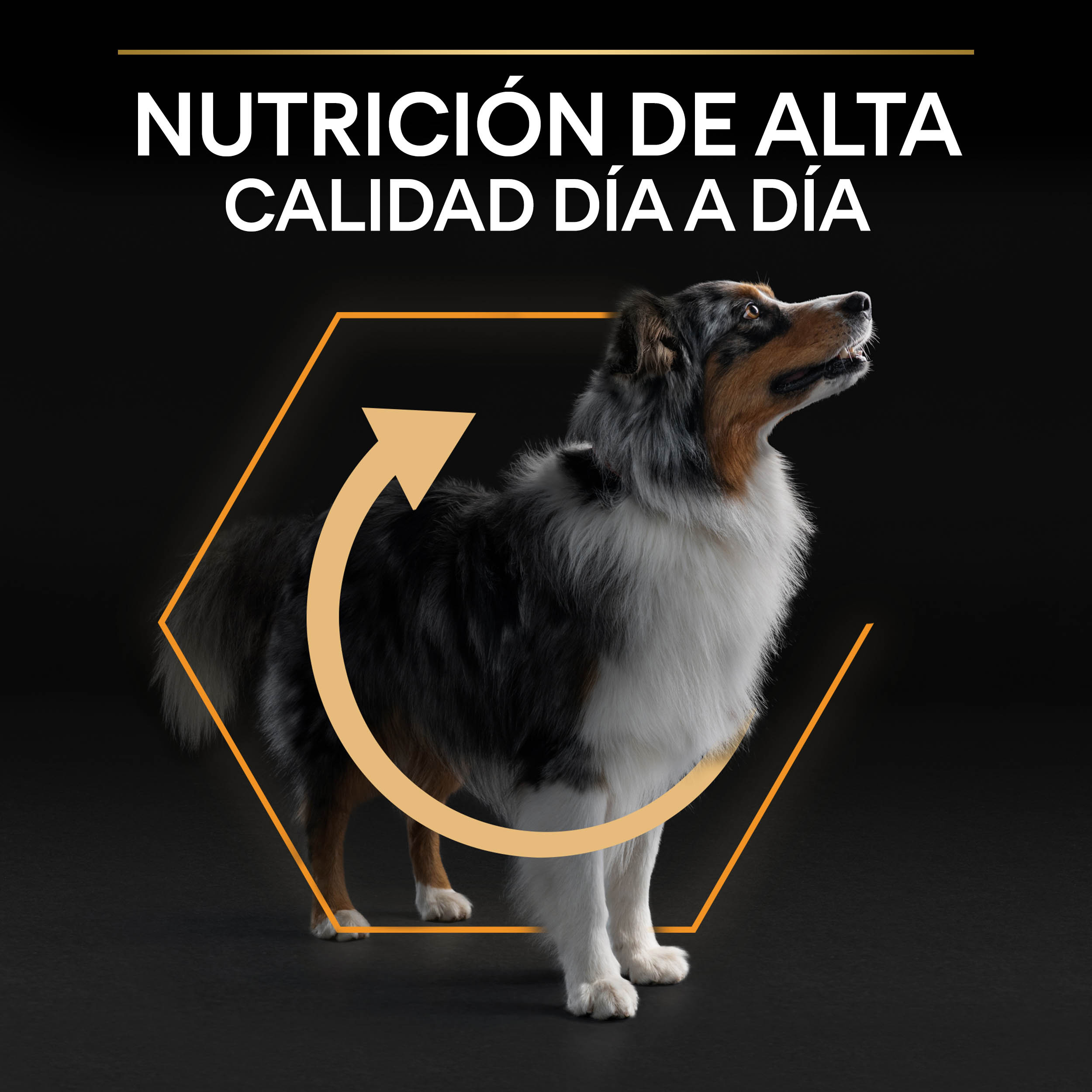 PRO PLAN Medium Adult EVERYDAY NUTRITION Pollo - Imagen 4